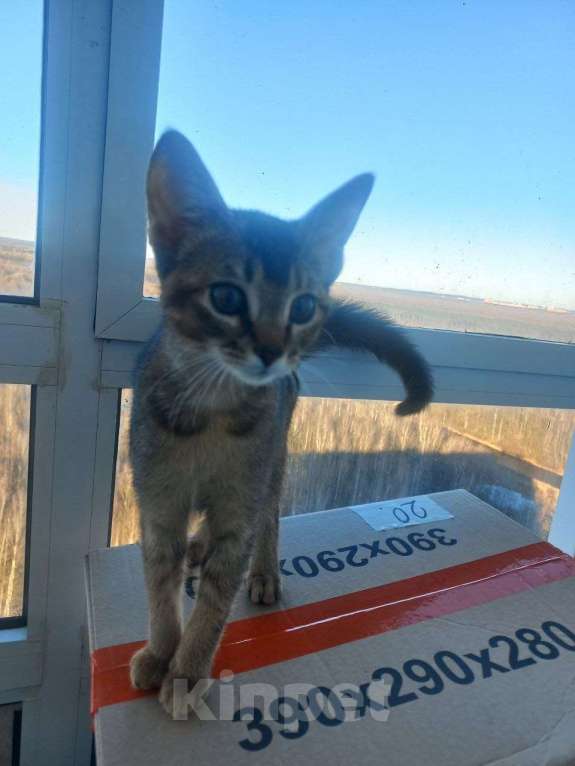 Кошки в Мурином: Абисинка Девочка, 15 000 руб. - фото 2