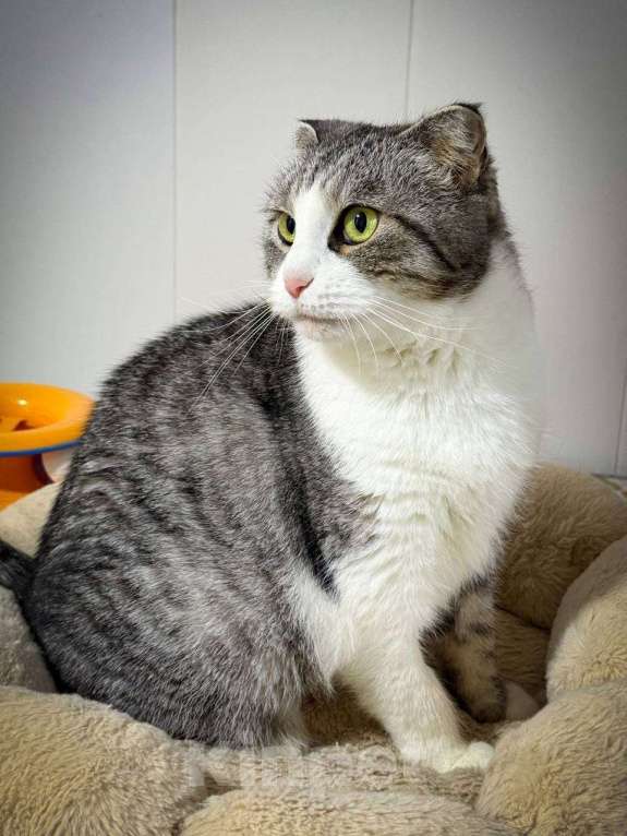 Кошки в Санкт-Петербурге: Ласковая Зена из приюта в добрые руки Девочка, Бесплатно - фото 10