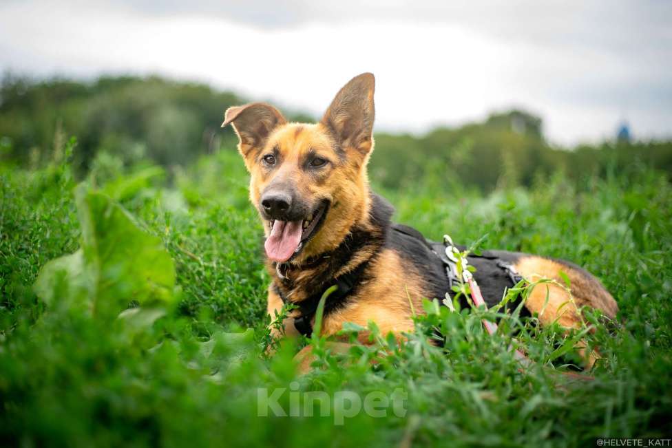 Собаки в Москве: Обаятельнейшая коротколапая овчарка Бирма Девочка, Бесплатно - фото 2