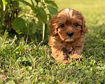 Собаки в Москве: Кавапу щенок девочка Девочка, Бесплатно - фото 4