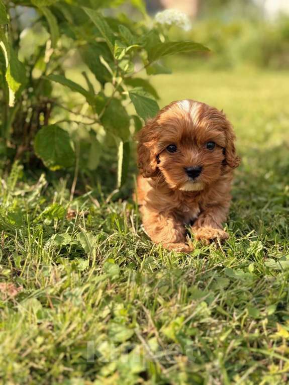 Собаки в Москве: Кавапу щенок девочка Девочка, Бесплатно - фото 4