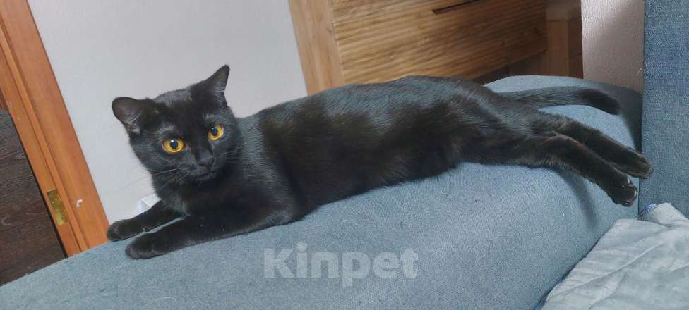 Кошки в Новосибирске: В добрые руки Девочка, Бесплатно - фото 2