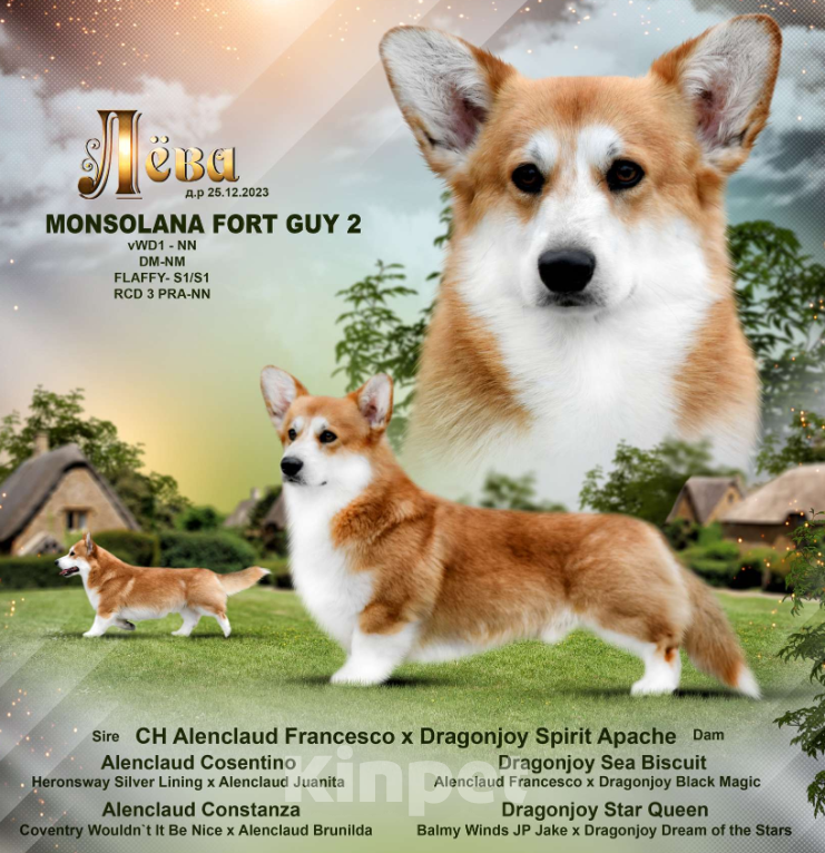 Собаки в Севастополе: Очень красивые щенки корги Девочка, 55 000 руб. - фото 9