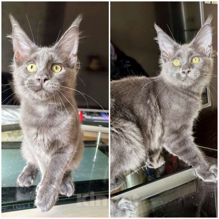 Кошки в Краснодаре: Котята Мейн-кун Разнополые, 35 000 руб. - фото 4