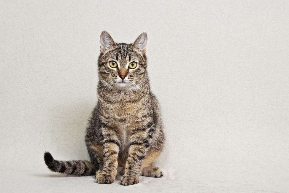 Кошки в Москве: Малыш Квант Мальчик, Бесплатно - фото 3