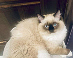 Кошки в Московском: котята рэгдолл Мальчик, 75 000 руб. - фото 3