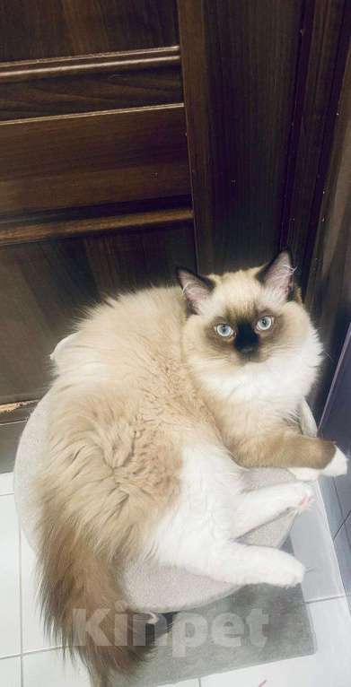 Кошки в Московском: котята рэгдолл Мальчик, 75 000 руб. - фото 3