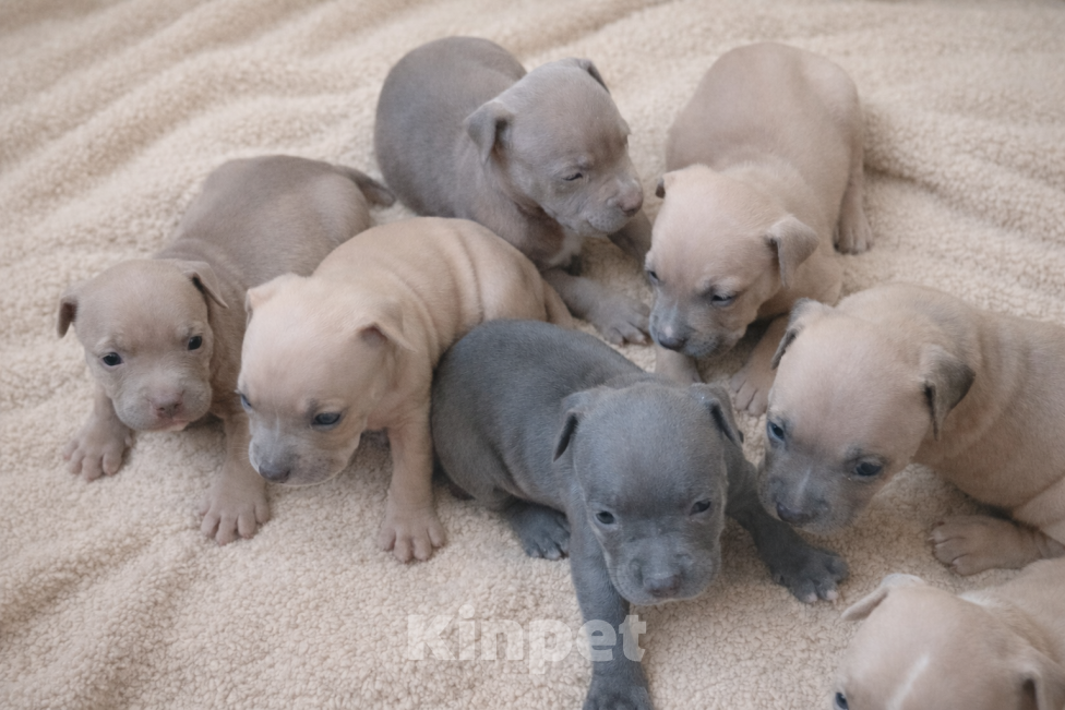 Собаки в Кинели: Американский булли Классик⬆️XL⬇️ Мальчик, Бесплатно - фото 4