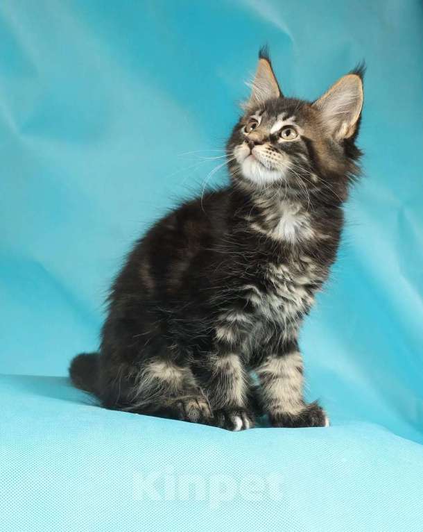 Кошки в Раменском: Котенок Мейн-кун Мальчик, 45 000 руб. - фото 7