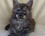 Кошки в Дмитрове: Черный дымчатый мальчик мейн кун Мальчик, 60 000 руб. - фото 2