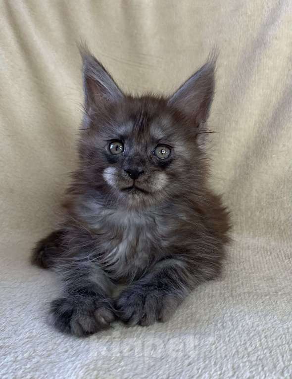 Кошки в Дмитрове: Черный дымчатый мальчик мейн кун Мальчик, 60 000 руб. - фото 2