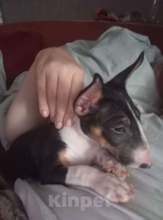 Собаки в других городах Московской области: Щенок Девочка, 70 000 руб. - фото 2