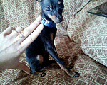 Собаки в Йошкаре-Оле: Вязка, 2 500 руб. - фото 1