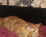 Кошки в Мур: Мейн кун на вязку (кот), 3 000 руб. - фото 2