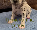 Собаки в Москве: Щенки Далматина от родителей Чемпионов Мальчик, 35 000 руб. - фото 5