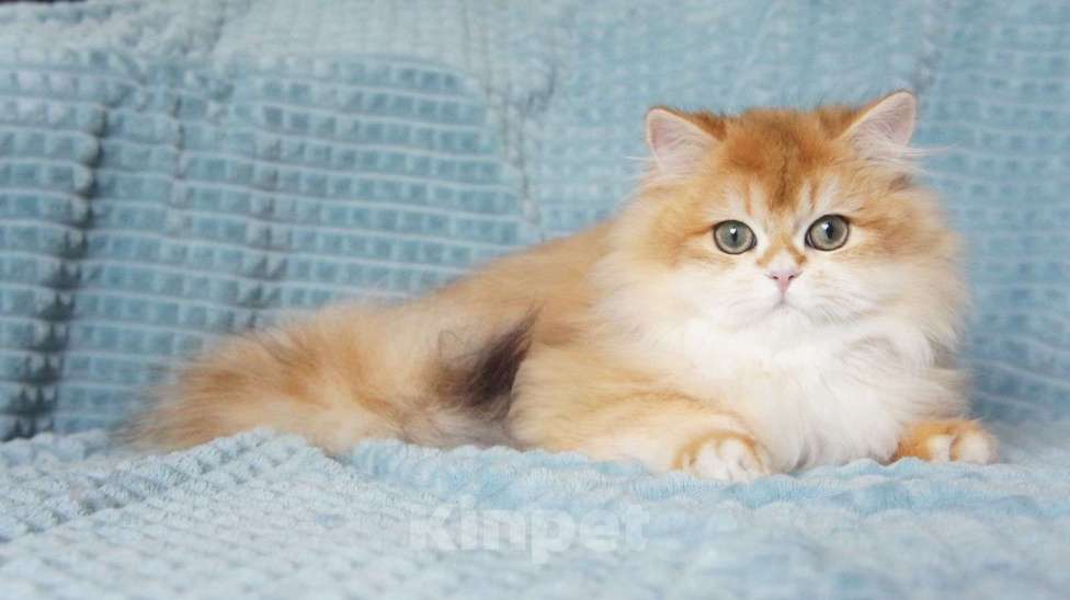 Кошки в Владивостоке: Длинношерстный мальчик. Британский котенок Мальчик, 60 000 руб. - фото 1