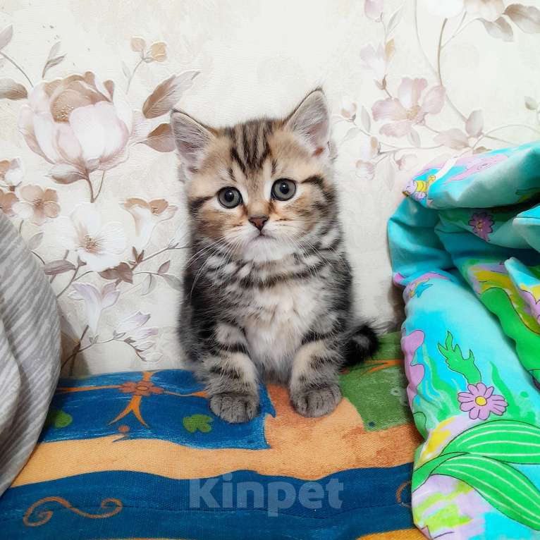 Кошки в Ставрополе: Шотландские котята с документами Разнополые, 10 000 руб. - фото 1