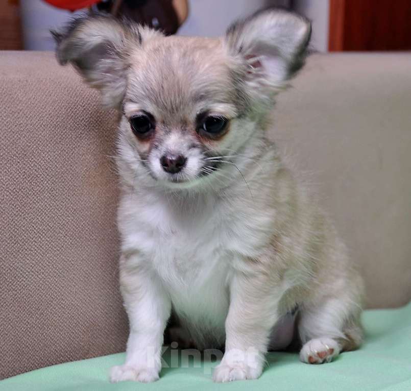 Собаки в Москве: 🎀 Эксклюзивная длинношерстная чихуахуа-девочка 🎀 Девочка, 70 000 руб. - фото 2