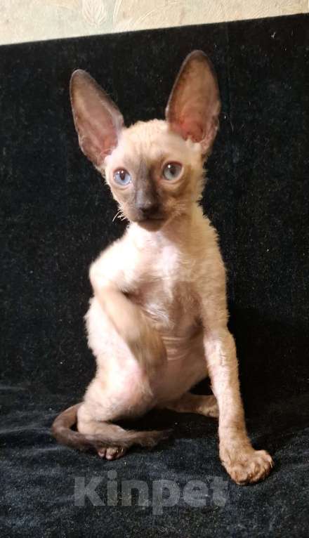 Кошки в Саратове: Чистокровные корниши мальчики и девочки Девочка, 25 руб. - фото 2