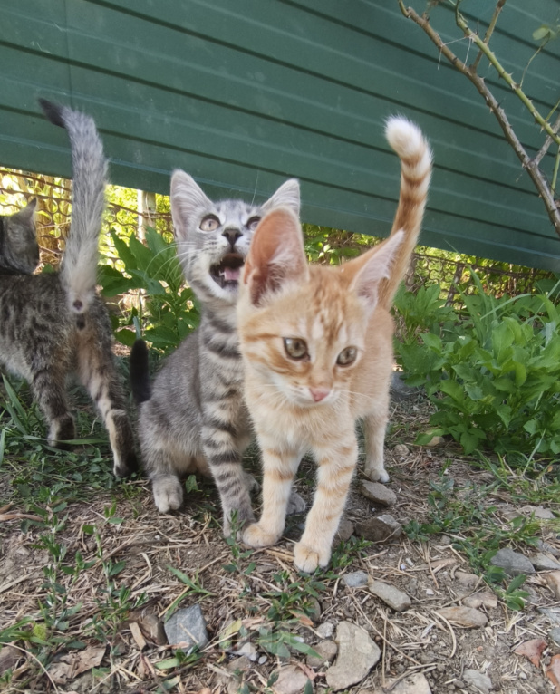 Кошки в Краснодаре: Котята в добрые руки Разнополые, Бесплатно - фото 5