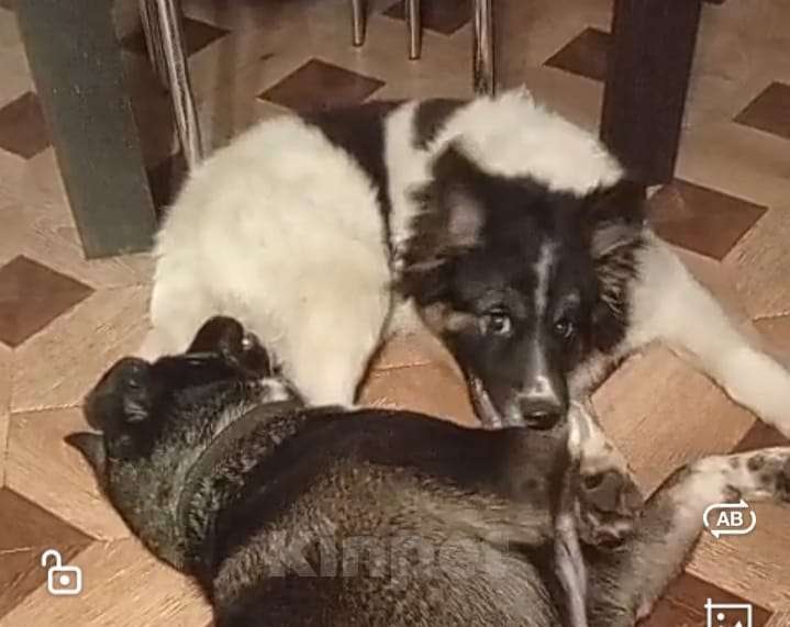 Собаки в Сергиеве Посаде: Юмина якутенок в добрые руки Девочка, Бесплатно - фото 2