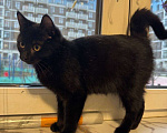 Кошки в Москве: 6 мес черная красавица Багира ищет дом! Девочка, Бесплатно - фото 7