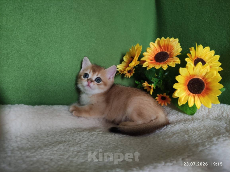 Кошки в Москве: Котик Keksik скоттиш страйт в золотом окрасе ny11 Мальчик, Бесплатно - фото 6