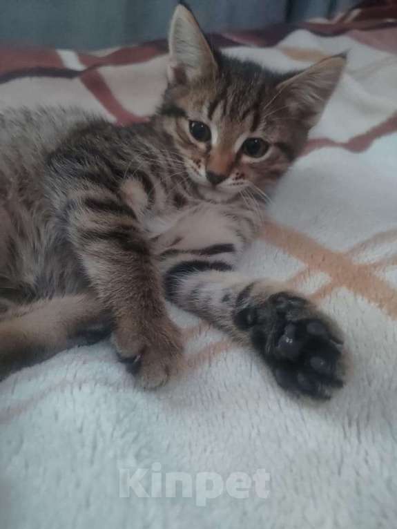 Кошки в Москве: Котенок (кошка) Девочка, 1 руб. - фото 4