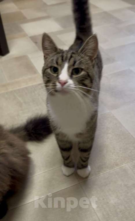 Кошки в Санкт-Петербурге: Молодой ласковый шпротик в добрые руки Мальчик, Бесплатно - фото 3