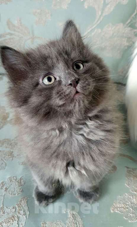 Кошки в Екатеринбурге: Котята домашние Екатеринбург Разнополые, 5 000 руб. - фото 1