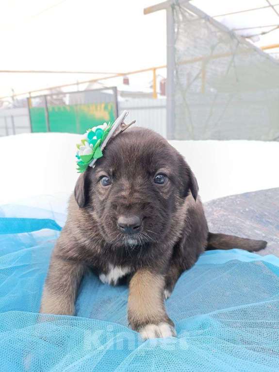 Собаки в других городах Воронежской области: Срочно ищу дом малышам! Девочка, Бесплатно - фото 3