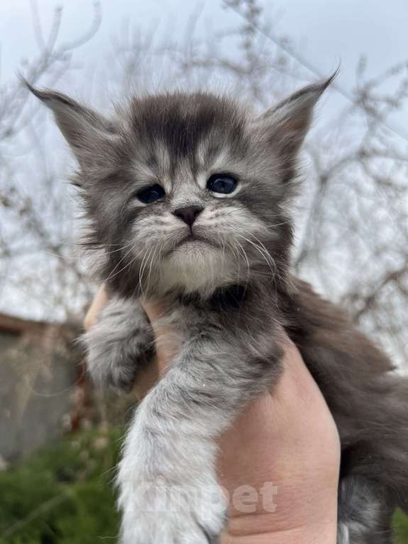 Кошки в Ростове-на-Дону: Ласковые гиганты мейн-кун Мальчик, 50 000 руб. - фото 1