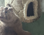 Кошки в Люберцах: Шотландские котята Девочка, Бесплатно - фото 5