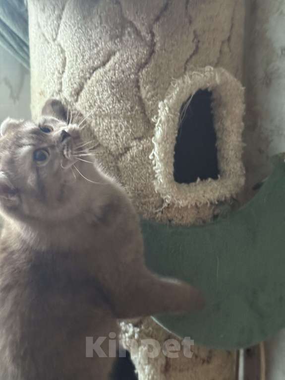 Кошки в Люберцах: Шотландские котята Девочка, Бесплатно - фото 5