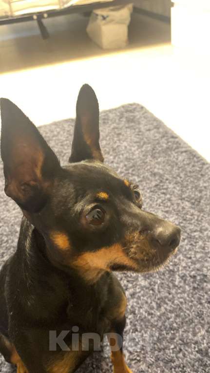 Собаки в Новосибирске: Найден КРЫСАРИК на Восходе 1 Мальчик, Бесплатно - фото 2