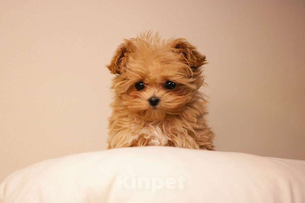 Собаки в Москве: Мальтипу микро девочка  Девочка, 190 000 руб. - фото 2