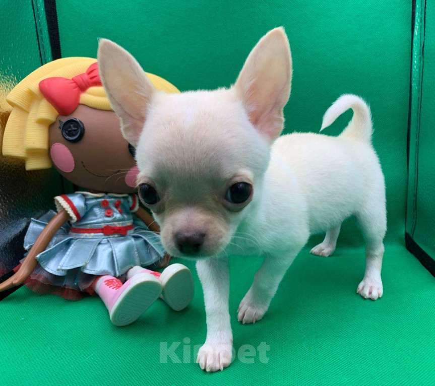 Собаки в Москве: Щенок чихуахуа мальчик короткошерстный.  Мальчик, 60 000 руб. - фото 5