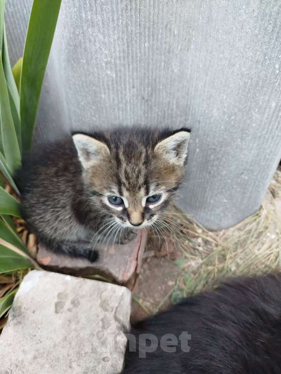 Кошки в Белгороде: Игривые крошки Мальчик, Бесплатно - фото 3