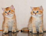 Кошки в Рыбинске: Британский золотой зеленоглазый мальчик Мальчик, 30 000 руб. - фото 3