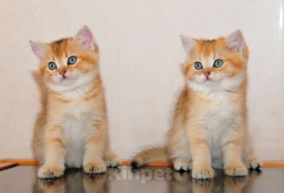 Кошки в Рыбинске: Британский золотой зеленоглазый мальчик Мальчик, 30 000 руб. - фото 3