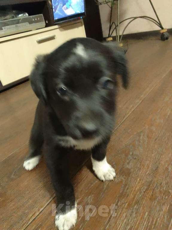 Собаки в Орле: Девочка Девочка, Бесплатно - фото 2