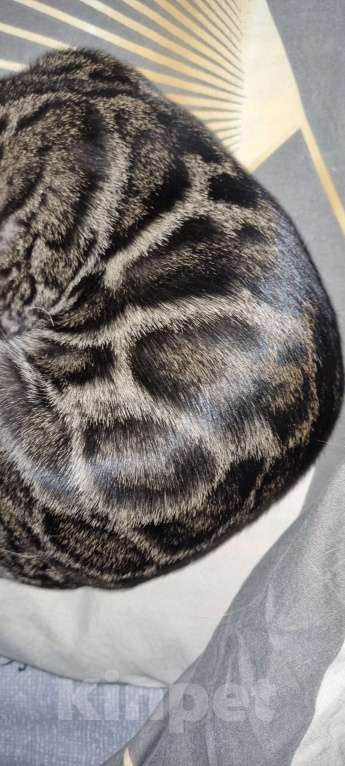 Кошки в Кемерово: Бенгальские котята с документами Мальчик, 50 000 руб. - фото 2