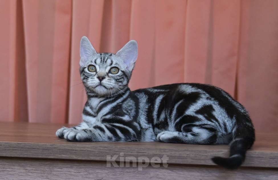 Кошки в Москве: Котята Американской короткошерстной породы Девочка, 70 000 руб. - фото 2