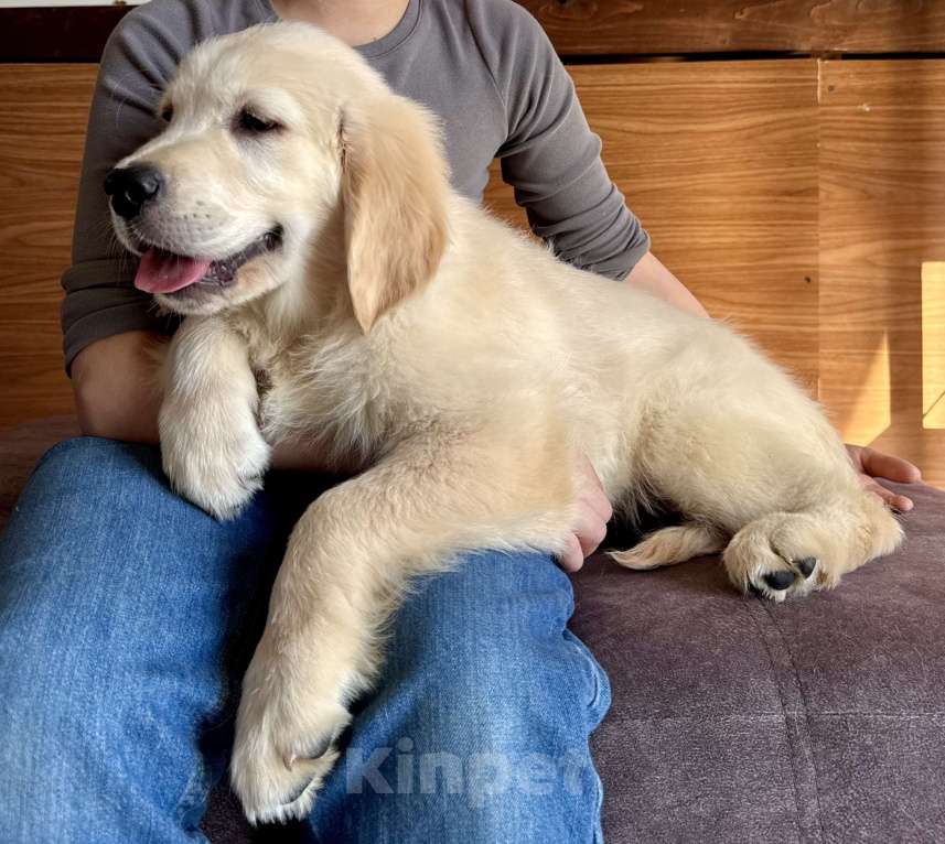 Собаки в Москве: Щенки Золотистого ретривера Мальчик, 70 руб. - фото 5