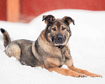 Собаки в других городах Московской области: Чивас ждет чуда Мальчик, Бесплатно - фото 7