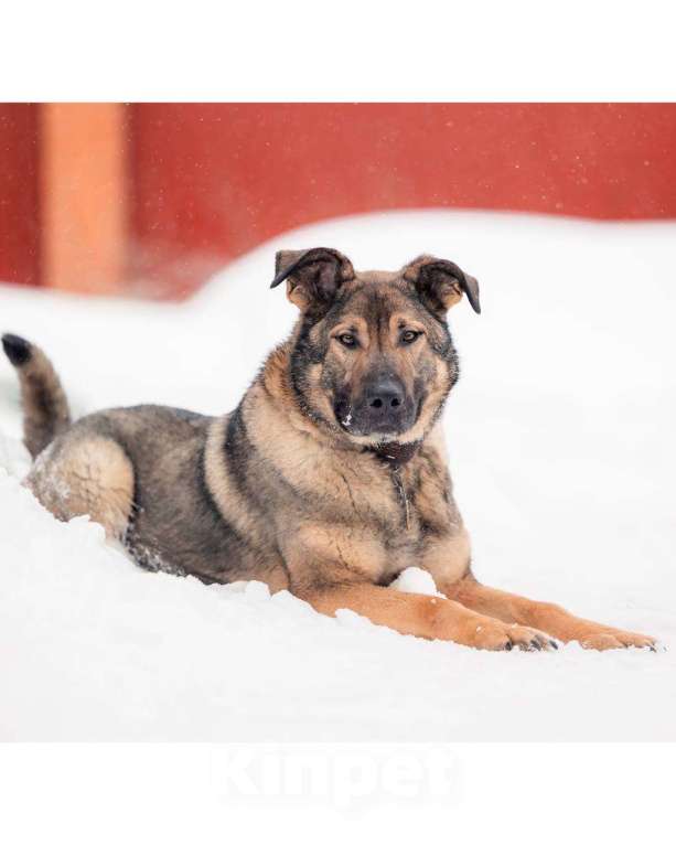Собаки в других городах Московской области: Чивас ждет чуда Мальчик, Бесплатно - фото 7