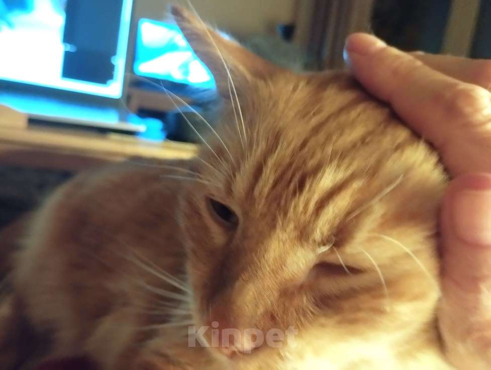 Кошки в Москве: Самый Рыжий Рыжий Кот!  Мальчик, 100 руб. - фото 2