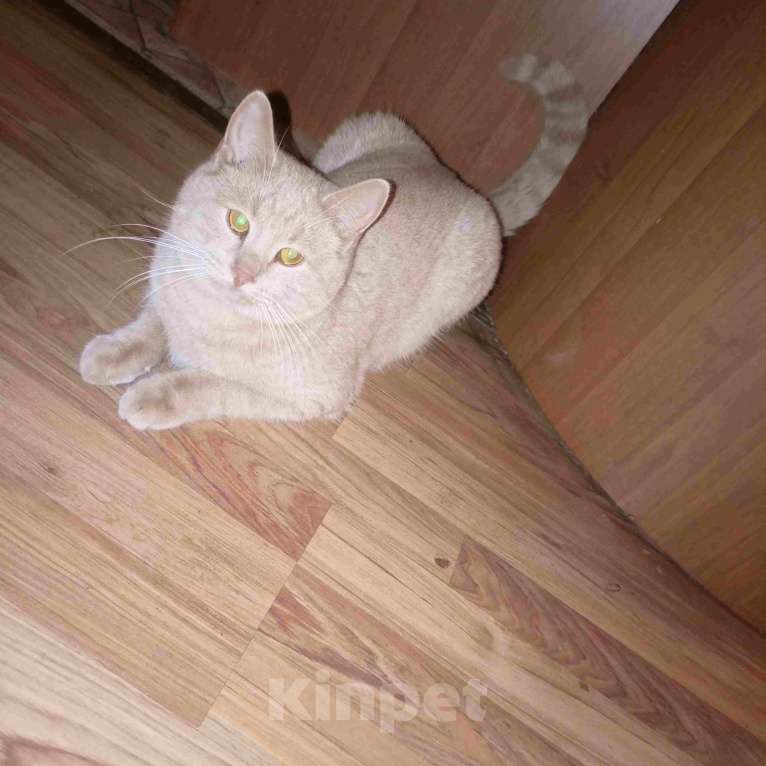 Кошки в Москве: Рыжий вежливый и тактичный кот Стив в добрые руки Мальчик, Бесплатно - фото 8