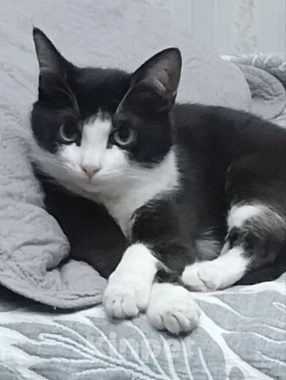 Кошки в Москве: Кошечка в добрые руки Девочка, Бесплатно - фото 4