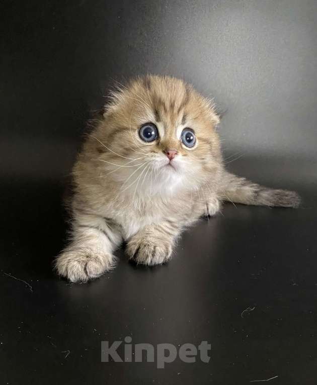 Кошки в Москве: Алан Мальчик, 45 000 руб. - фото 5